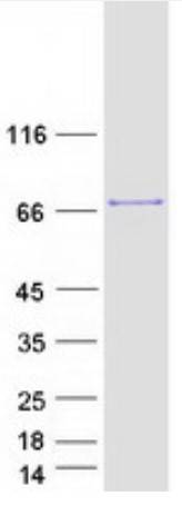 SDS PAGE (G3BP1-2051H).jpg